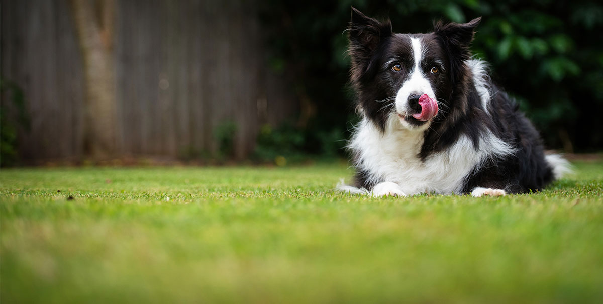 Border collie relaxing in a yard, from the business’s website